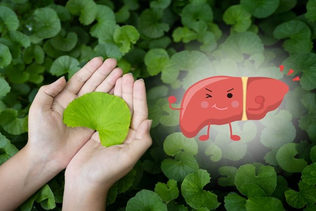 6 lợi ích sức khỏe của rau má